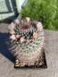 Preview: Mammillaria spec. T10